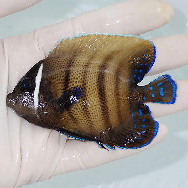 【現物1】ロクセンヤッコ 8.5cm±