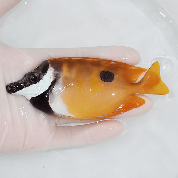 【現物】ヒフキアイゴ 13cm±