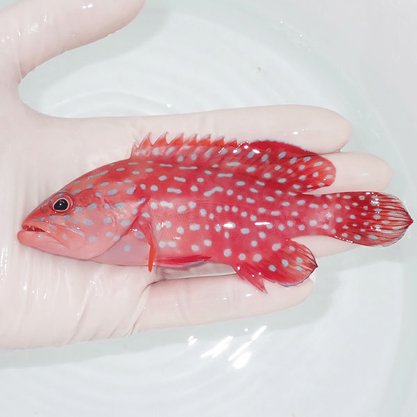 【現物2】ユカタハタ 13.5cm±