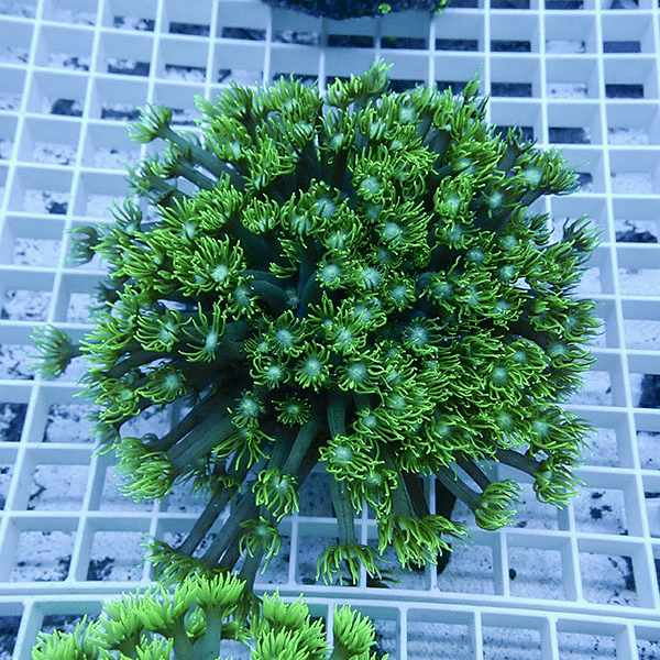 【サンゴ現物2】ハナガササンゴ