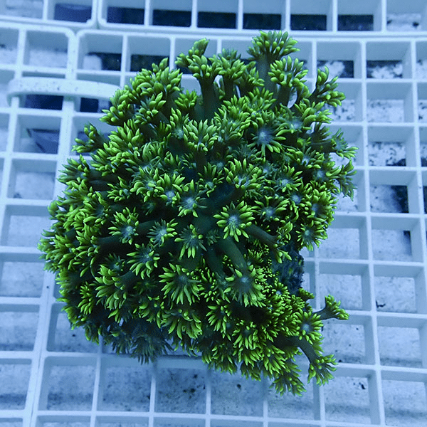 【サンゴ現物3】ハナガササンゴ