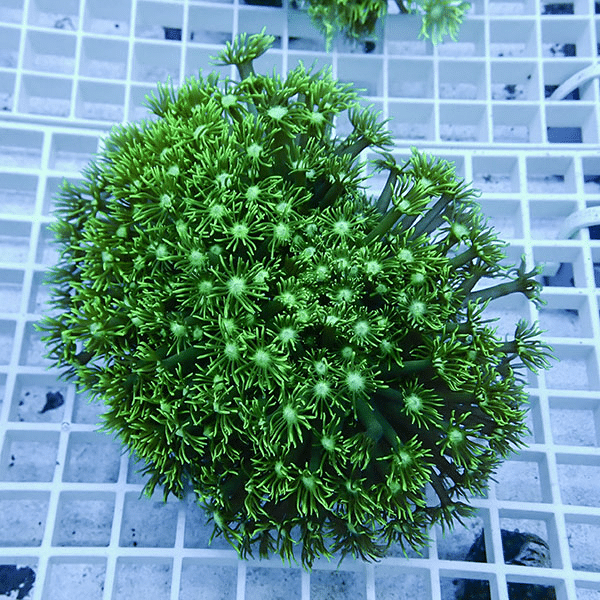 【サンゴ現物4】ハナガササンゴ