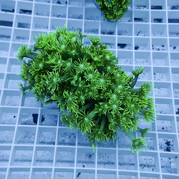 【サンゴ現物5】ハナガササンゴ