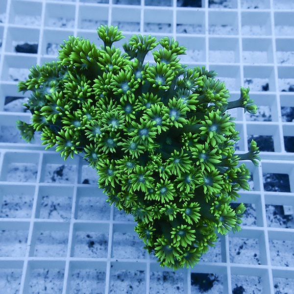 【サンゴ現物6】ハナガササンゴ