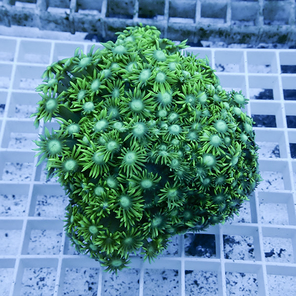 【サンゴ現物7】ハナガササンゴ