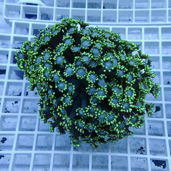 【サンゴ現物8】ハナガササンゴ