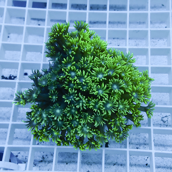 【サンゴ現物9】ハナガササンゴ