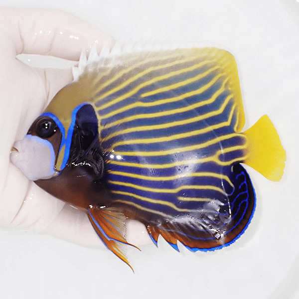 【現物1】タテジマキンチャクダイ 14.5cm±