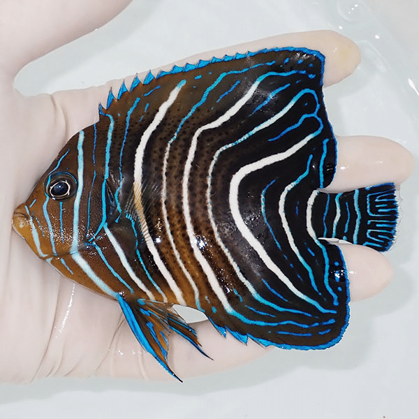 【現物1】サザナミヤッコ 11.5cm±