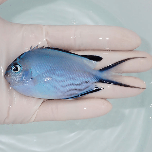 【現物】 ヒレナガヤッコ 9.5cm±