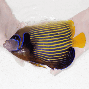 Vibrant tropical angelfish with blue and yellow stripes held between two hands over a white background, showcasing its colors.",