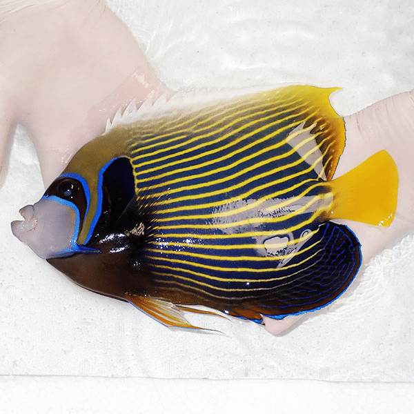 【現物2】タテジマキンチャクダイ 25cm±