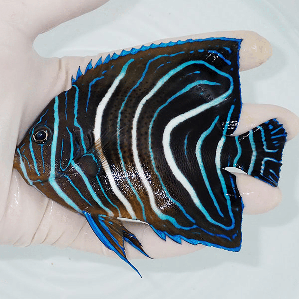 【現物2】サザナミヤッコ 12cm±