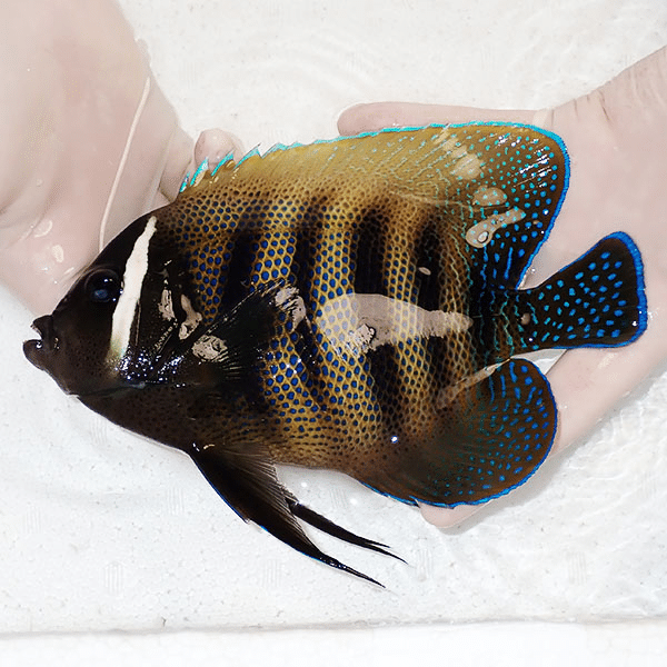 【現物1】特大 ロクセンヤッコ 20cm±