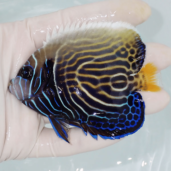 【現物1】タテジマキンチャクダイ 9cm±