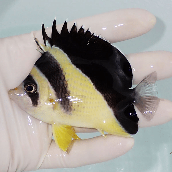 【現物1】バーゲスバタフライ 9cm±