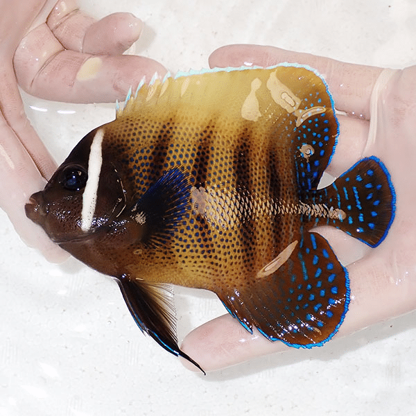 【現物2】ロクセンヤッコ 13cm±