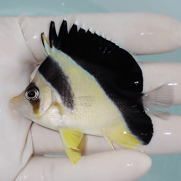 【現物3】バーゲスバタフライ 7cm±