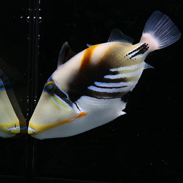 ムラサメモンガラ 8-10cm±