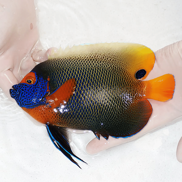 【現物1】 アデヤッコ 成魚 20cm±