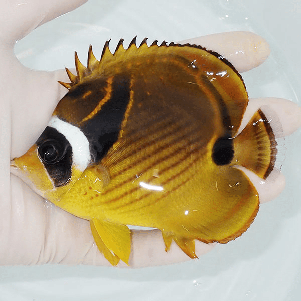 【現物】チョウハン 11.5cm±