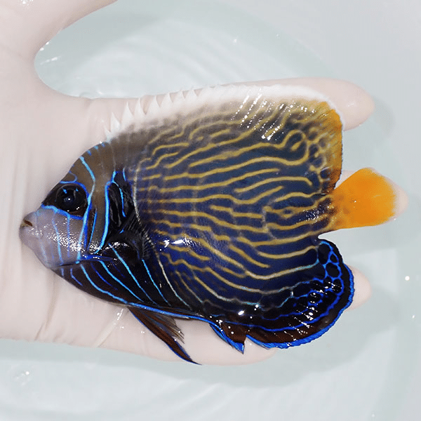 【現物1】タテジマキンチャクダイ 13cm±