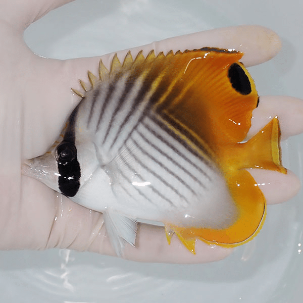 【現物】トゲチョウ 11.5cm±海水魚 チョウチョウウオ 15時までのご注文で当日発送(t114(t207