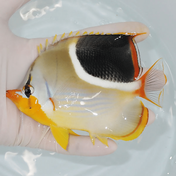 【現物】セグロチョウ 13cm±