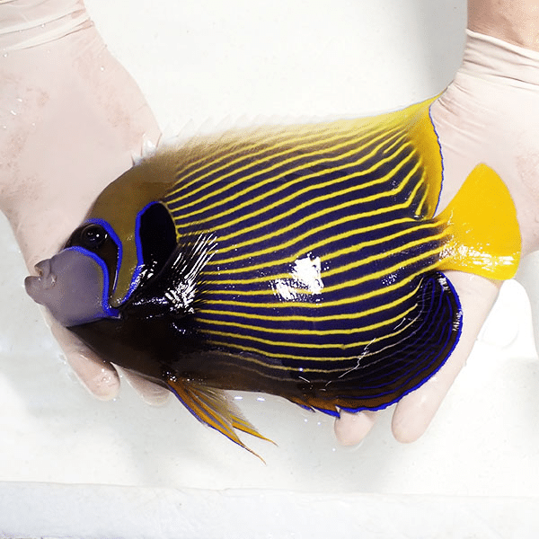 【現物3】タテジマキンチャクダイ 25cm±