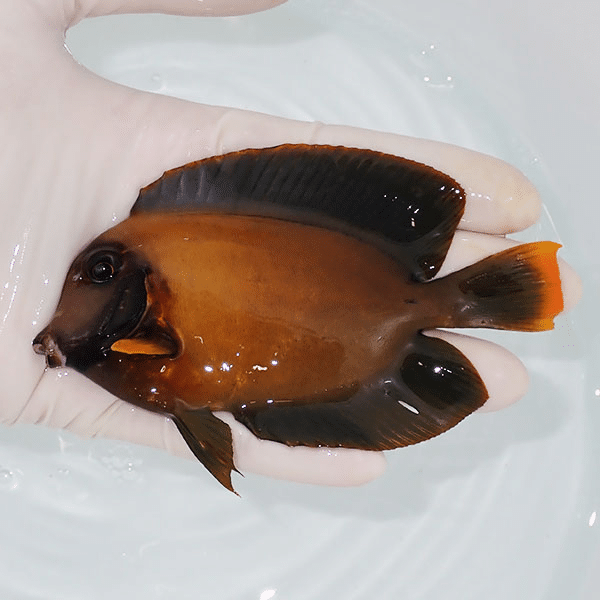 【現物1】クログチニザダイ 11cm±