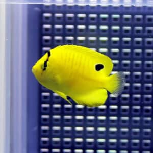 Bright yellow tang fish with a black spot near the tail, swimming in a blue aquarium grid background.