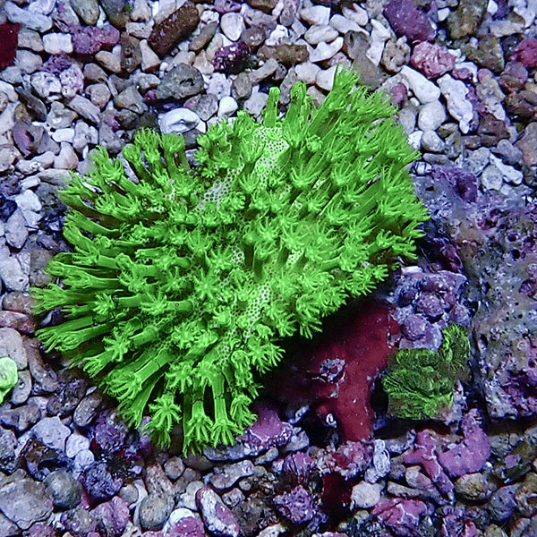 【サンゴ現物10】ウミキノコ メタリックグリーン 5-4cm