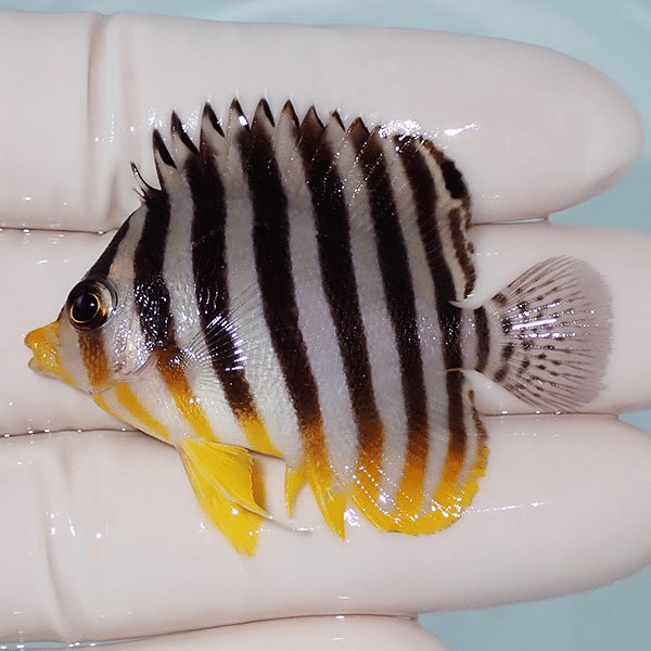 【現物10】シマヤッコ 5cm±