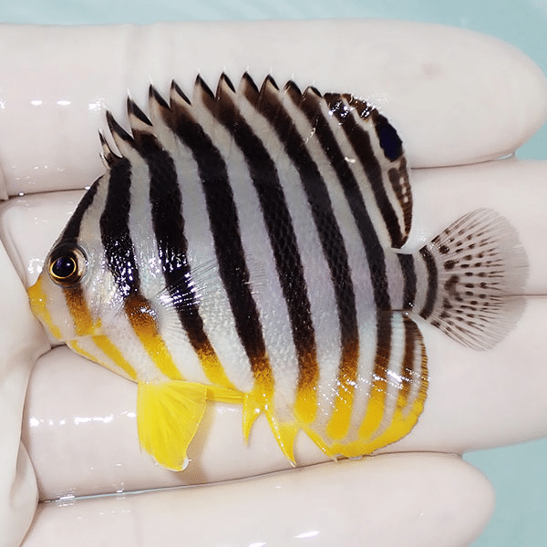 【現物10】シマヤッコ 6cm±