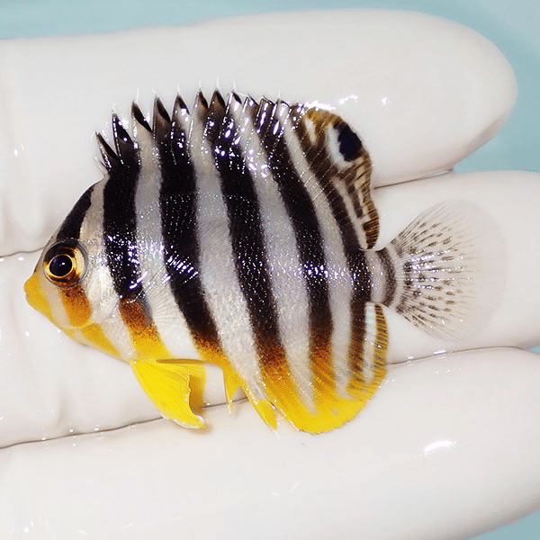【現物11】シマヤッコ 4.5cm±