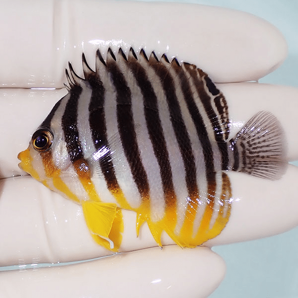 【現物12】シマヤッコ 5.5cm±