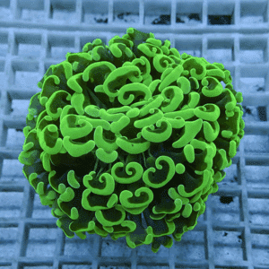 Close-up of a neon green coral fragment with curling polyps on a round head resting on a grid surface, typical of a reef aquarium.