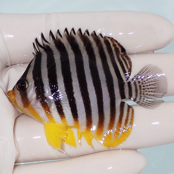 【現物13】シマヤッコ 6cm±