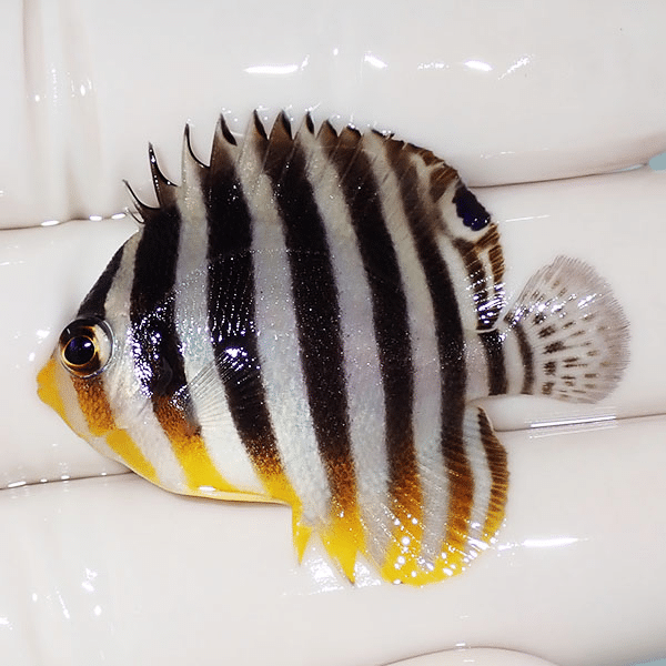 【現物14】シマヤッコ 4.2cm±