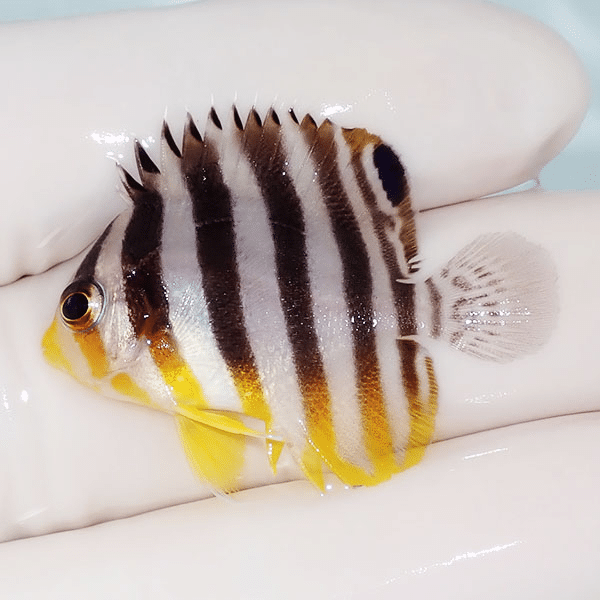 【現物15】シマヤッコ 3.5cm±
