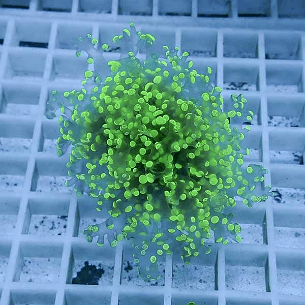 Bright green fluorescent spherical cluster of cells resting on a white laboratory grid plate.