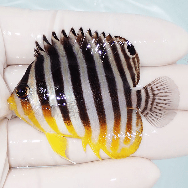 【現物16】シマヤッコ 6cm±