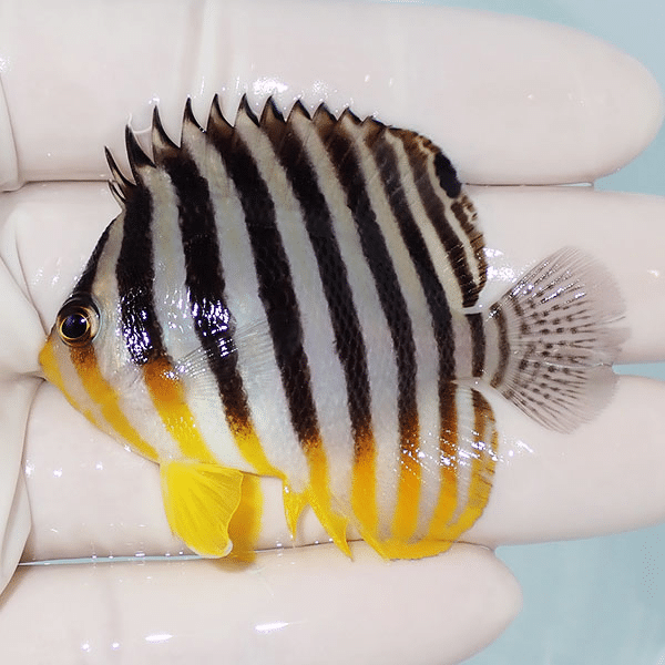【現物17】シマヤッコ 6cm±