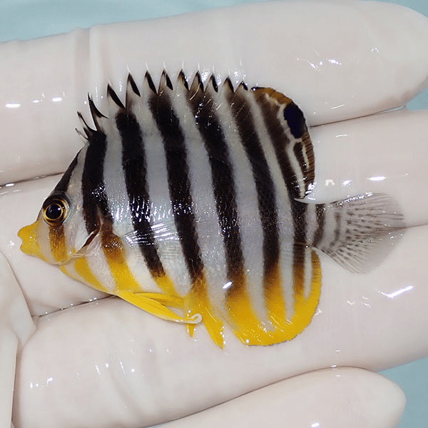 【現物18】シマヤッコ 5.2cm±