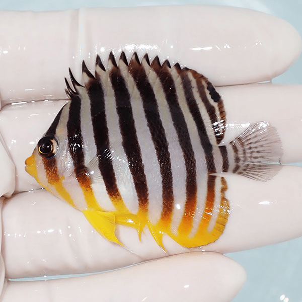 【現物19】シマヤッコ 5.7cm±