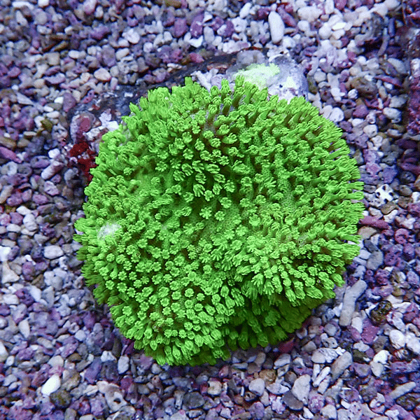【サンゴ現物1】ウミキノコ メタリックグリーン 8-8cm