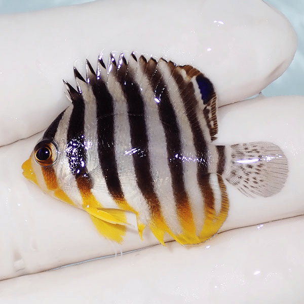 【現物1】シマヤッコ 3.8cm±
