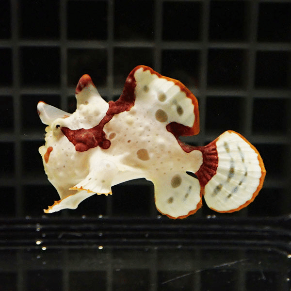 【現物1】クマドリカエルアンコウ 5.5cm