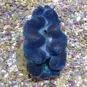 Blue, frilly coral with wavy, lobed edges and white speckles resting on a gravel substrate in an aquarium setting.