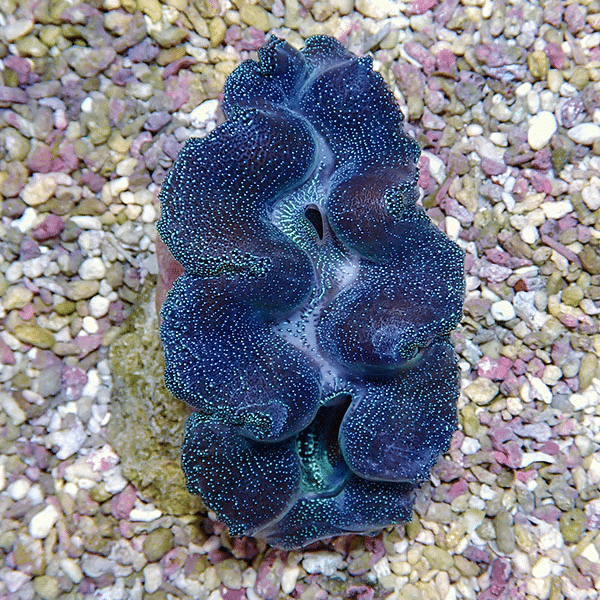 Blue, frilly coral with wavy, lobed edges and white speckles resting on a gravel substrate in an aquarium setting.